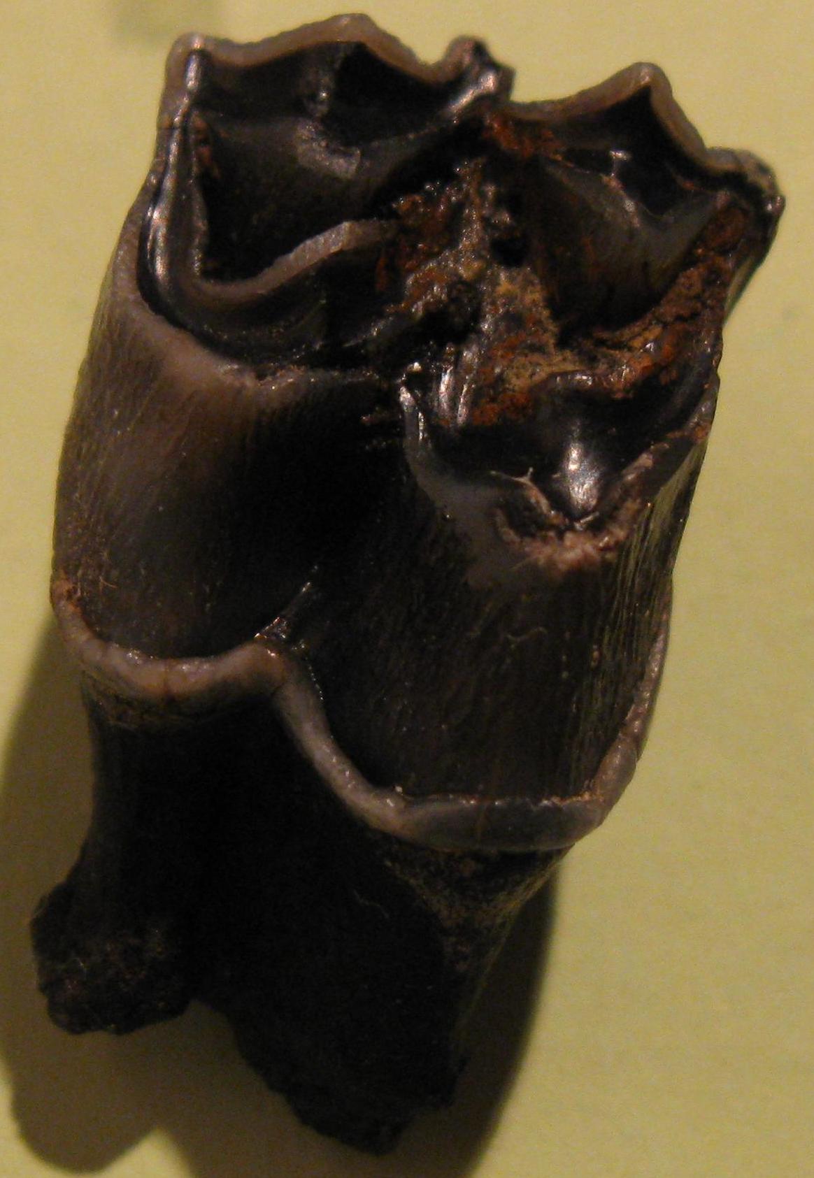 In mezzo al mare....pliocenico.